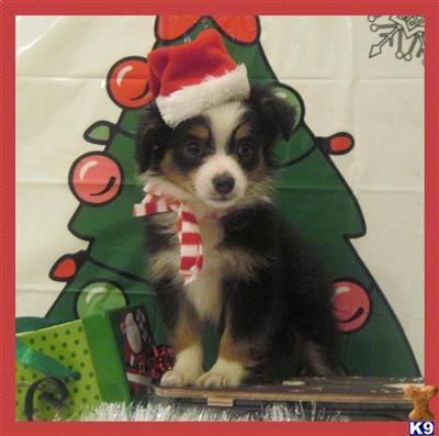 Miniature Australian Shepherd Puppies for Sale